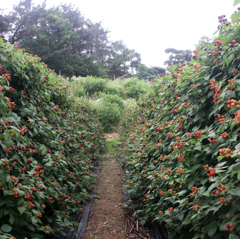 한국발사믹식초협회